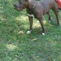 Smarrimento Amstaff maschio
