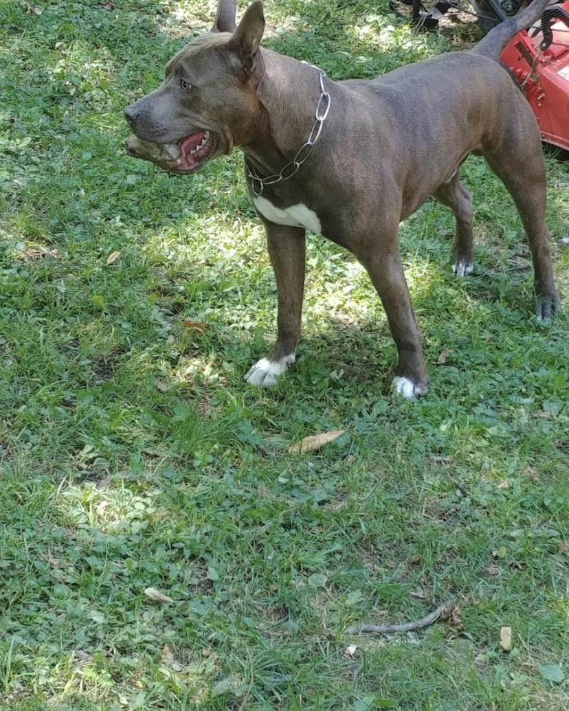 Smarrimento Amstaff maschio