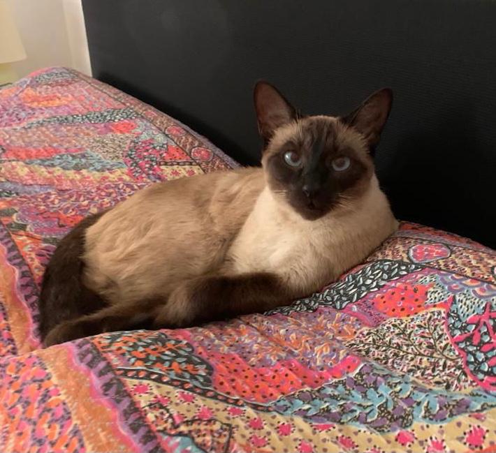 Annuncio Scomparsa di Pablo Vanerio – gatto maschio siamese di 3 anni in zona GAVIRATE