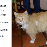 Smarrimento di un grosso gatto rosso a pelo lungo